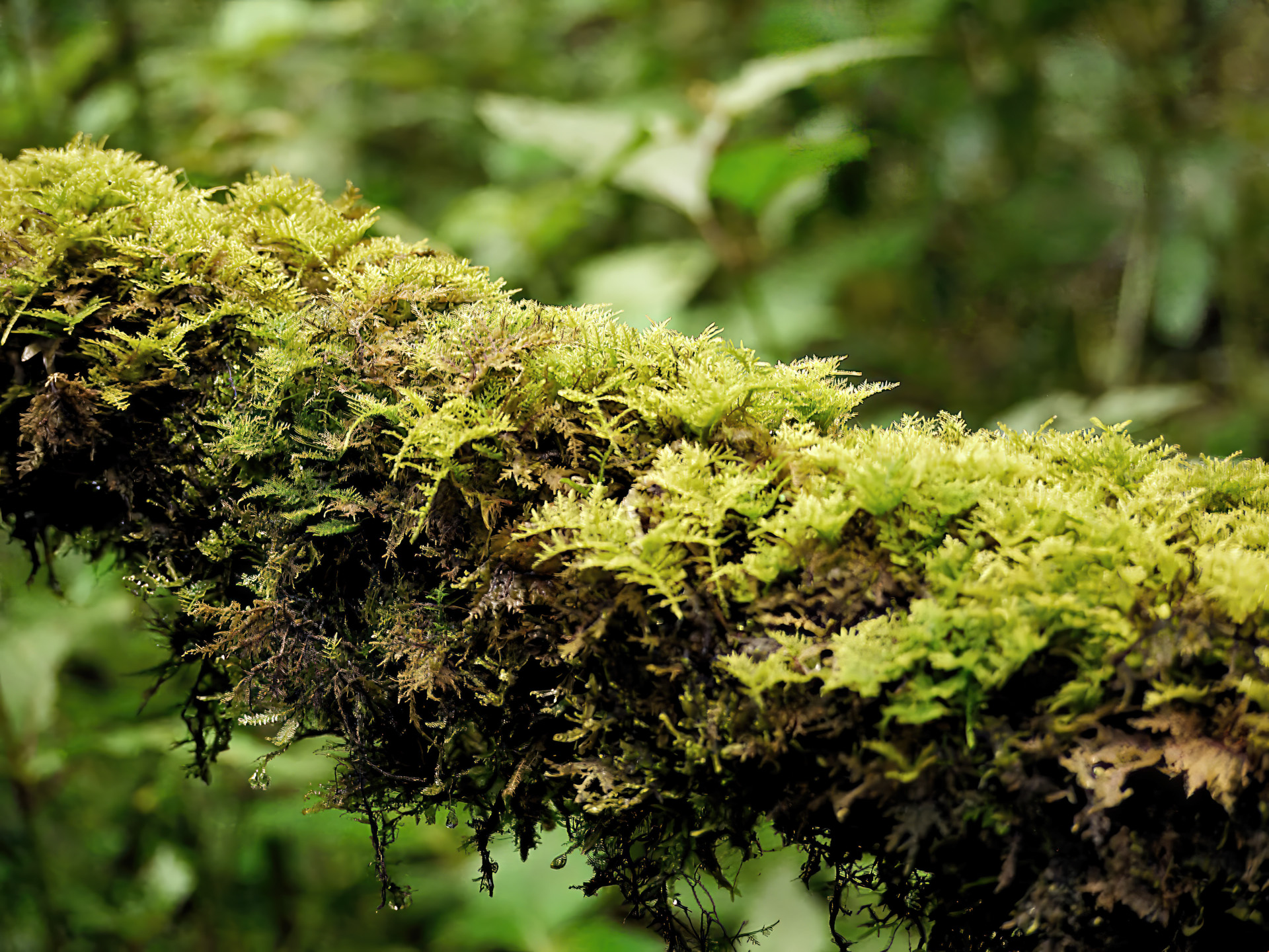 Wärme und hohe Luftfeuchtigkeit führen zu einer üppigen Flora